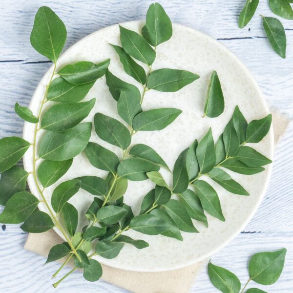 Curry Leaves - Cleaned, without roots - Image 4