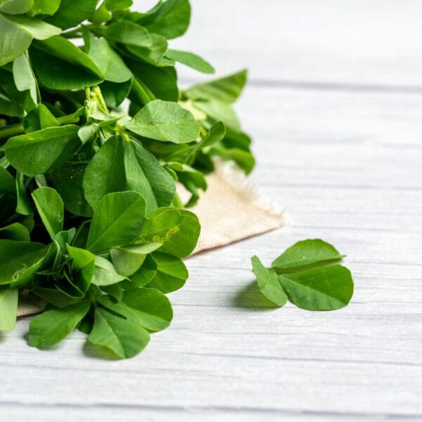 Fenugreek (Methi) - Image 2