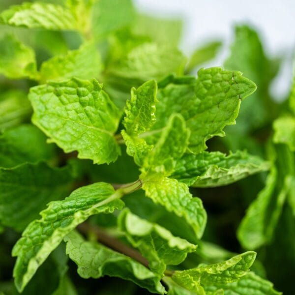 Mint Leaves - Image 2