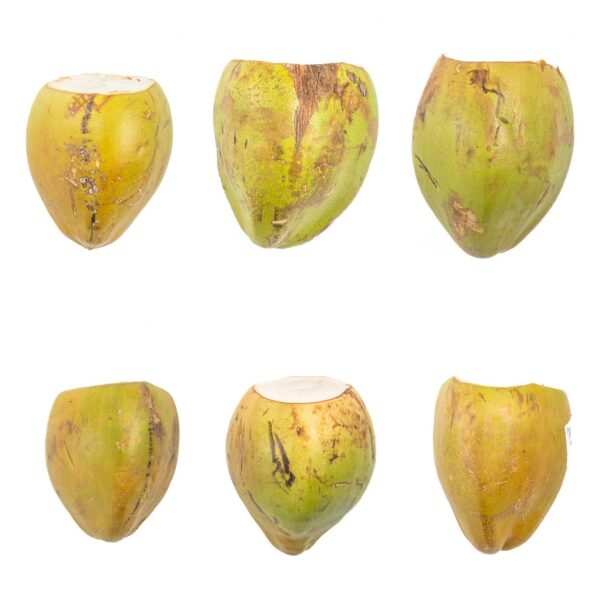 Coconut - Image 2