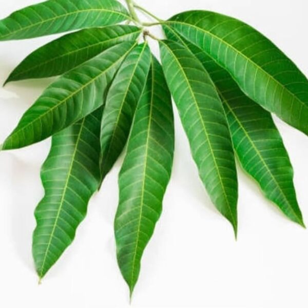Mango Leaves – 1 Bunch - Image 3