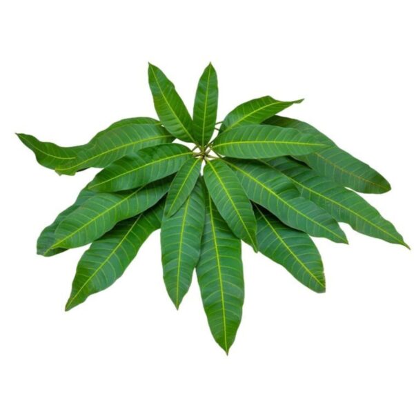 Mango Leaves – 1 Bunch